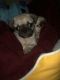 Pug Puppies for sale in Maywood, CA 90270, USA. price: $650