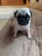 Pug Puppies for sale in Spring Valley, NY, USA. price: $1,000