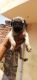 Pug Puppies for sale in Tripolia Bazar, Kanwar Nagar, Jaipur, Rajasthan, India. price: 7000 INR