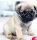 Pug Puppies for sale in Poonamallee, Chennai, Tamil Nadu, India. price: 15000 INR
