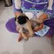 Pug Puppies for sale in Gurugram, Haryana, India. price: 12000 INR