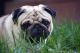 Pug Puppies for sale in Springboro, OH, USA. price: $1,500