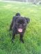 Pug Puppies for sale in Tulare, CA 93274, USA. price: NA