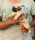 Pug Puppies for sale in Manish Darshan, Bamanpuri, Kanti Nagar, J B Nagar, Andheri East, Mumbai, Maharashtra 400047, India. price: 22000 INR