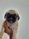 Pug Puppies for sale in Pune, Maharashtra, India. price: NA