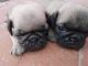 Pug Puppies for sale in Poonamallee, Chennai, Tamil Nadu, India. price: 12000 INR