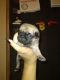 Pug Puppies for sale in Nipomo, CA 93444, USA. price: $800