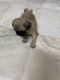 Pug Puppies for sale in Bikaner, Rajasthan, India. price: 15000 INR