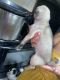 Pug Puppies for sale in Stroud Dr, Houston, TX 77072, USA. price: NA