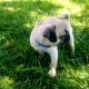 Pug Puppies for sale in San Jose, CA, USA. price: $1,150