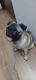 Pug Puppies for sale in Dombivli East, Dombivli, Maharashtra, India. price: 15000 INR
