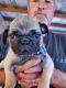 Pug Puppies for sale in Livingston, TX 77351, USA. price: $700