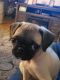 Pug Puppies for sale in Pearl River, NY, USA. price: NA