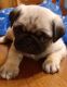 Pug Puppies for sale in Whittier, NC 28789, USA. price: $1,500