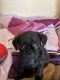 Pug Puppies for sale in Citrus Heights, CA, USA. price: $400
