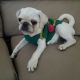 Pug Puppies for sale in San Jose, CA, USA. price: $1,300