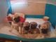 Pug Puppies for sale in Omaha, NE, USA. price: $600