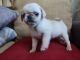 Pug Puppies for sale in San Jose, CA, USA. price: $1,200