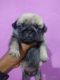 Pug Puppies for sale in Bhubaneswar, Odisha, India. price: 15000 INR