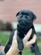 Pug Puppies for sale in Ranson, WV, USA. price: $1,400