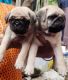 Pug Puppies for sale in Hyderabad, Telangana, India. price: 16000 INR