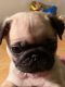 Pug Puppies for sale in Liberty Township, OH 45044, USA. price: NA