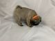 Pug Puppies for sale in Woodland Park, NJ 07424, USA. price: $1,600