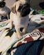 Pug Puppies for sale in Azalea, OR 97410, USA. price: NA