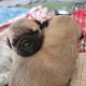 Pug Puppies for sale in Minneapolis, MN 55433, USA. price: NA