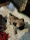 Pug Puppies for sale in Ridgeway, VA 24148, USA. price: $800