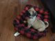 Pug Puppies for sale in Bryant, IN 47326, USA. price: NA
