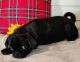 Pug Puppies for sale in Dexter, KS 67038, USA. price: NA