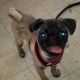 Pug Puppies for sale in Long Beach, CA, USA. price: $300