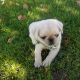 Pug Puppies for sale in San Jose, CA, USA. price: $1,500