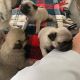 Pug Puppies for sale in 24022 Calle De La Plata, Laguna Hills, CA 92653, USA. price: $550