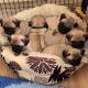Pug Puppies for sale in 6670 AL-75, Pinson, AL 35126, USA. price: $550