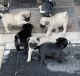 Pug Puppies for sale in Eagle Pass, TX 78852, USA. price: NA