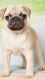 Pug Puppies for sale in Coral Gables, FL, USA. price: $4,000