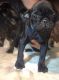 Pug Puppies for sale in Bloomfield, IN 47424, USA. price: NA