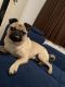 Pug Puppies for sale in Pasadena, TX, USA. price: NA