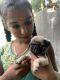 Pug Puppies for sale in Velachery, Chennai, Tamil Nadu, India. price: 9000 INR
