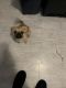 Pug Puppies for sale in Niles, MI 49120, USA. price: $500