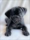 Pug Puppies for sale in Irvine, CA, USA. price: $900