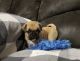 Pug Puppies for sale in Woodbridge, VA 22193, USA. price: NA