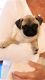 Pug Puppies for sale in Montoursville, PA 17754, USA. price: $600