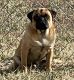 Pug Puppies for sale in Fort Riley, KS, USA. price: NA