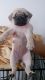 Pug Puppies for sale in Seattle, WA, USA. price: NA