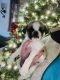 Pug Puppies for sale in Stillwater, OK, USA. price: $1,300