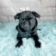 Pug Puppies for sale in Denver, CO, USA. price: NA