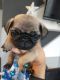 Pug Puppies for sale in Santa Ana, CA, USA. price: $550